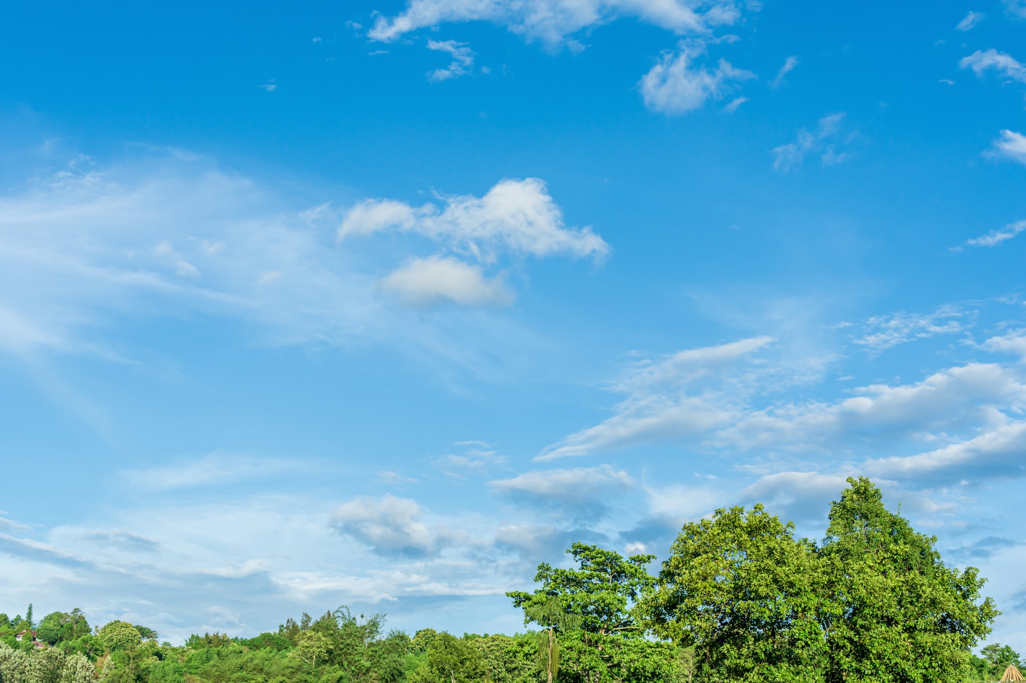 Green trees against the blue sky and white clouds float in the sky on a clear day